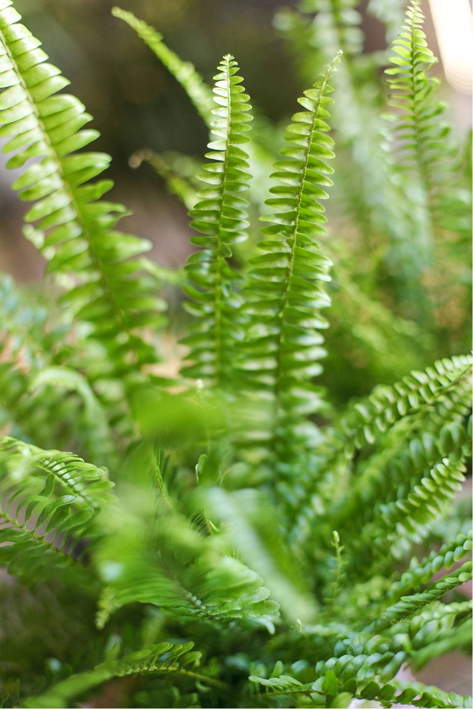 Нефролепис Грин Леди - с доставкой по Минску