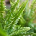 Нефролепис Грин Леди - подарочное оформление - миниатюра