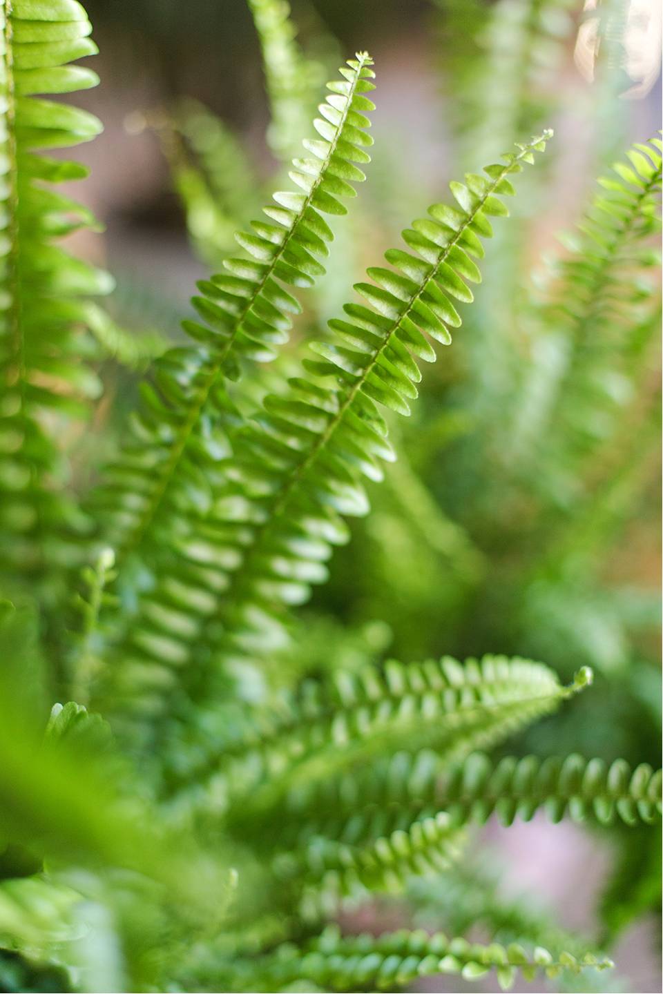 Нефролепис Грин Леди - подарочное оформление