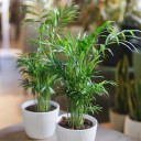 Хамедорея изящная (Chamaedorea Elegans) - миниатюра