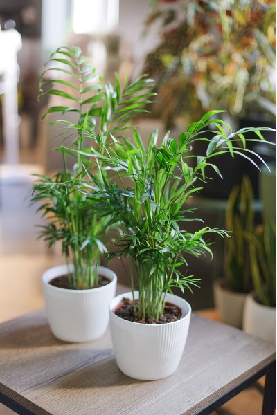 Хамедорея изящная (Chamaedorea Elegans)