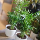 Хамедорея изящная (Chamaedorea Elegans) - быстрая доставка в Минске - миниатюра