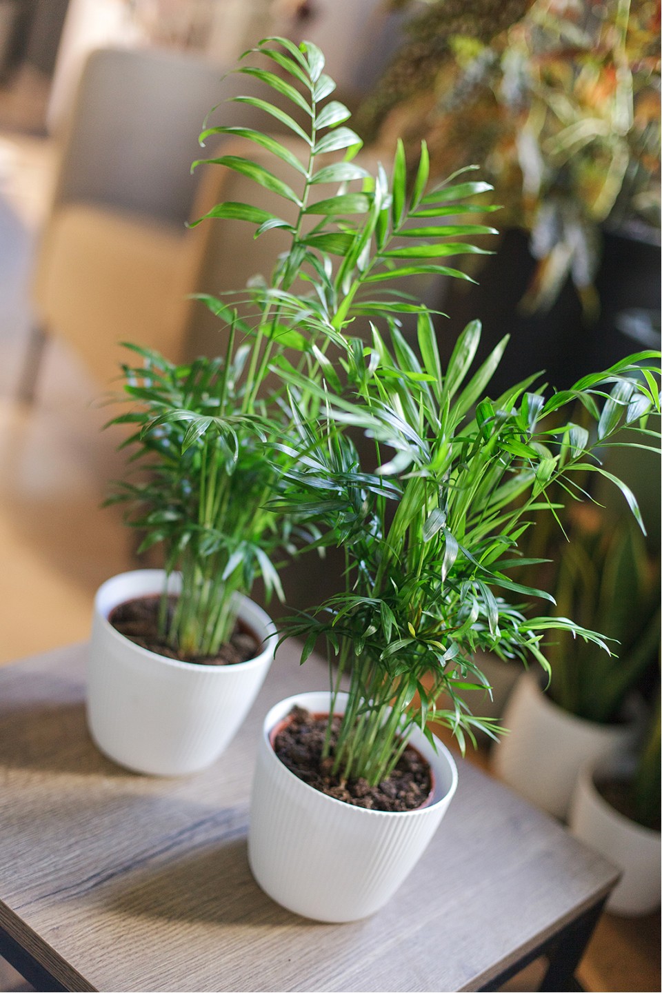 Хамедорея изящная (Chamaedorea Elegans) - быстрая доставка в Минске