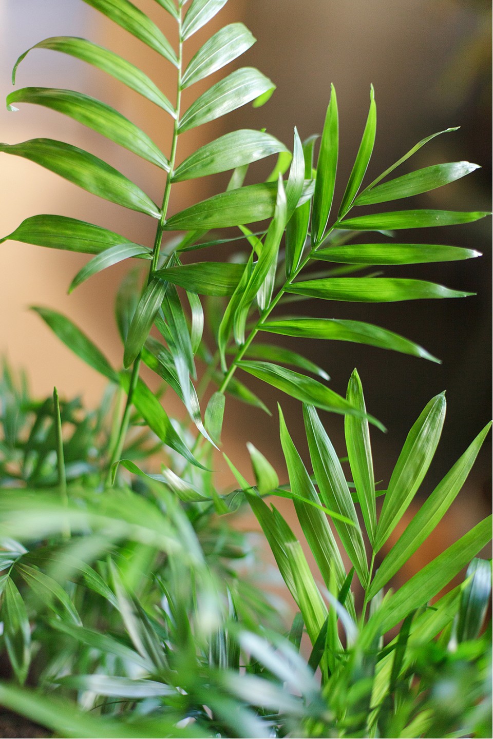 Хамедорея изящная (Chamaedorea Elegans) - с доставкой по Минску