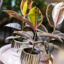 Фикус Белиз (Ficus Belize) - с добавлением зелени - миниатюра 