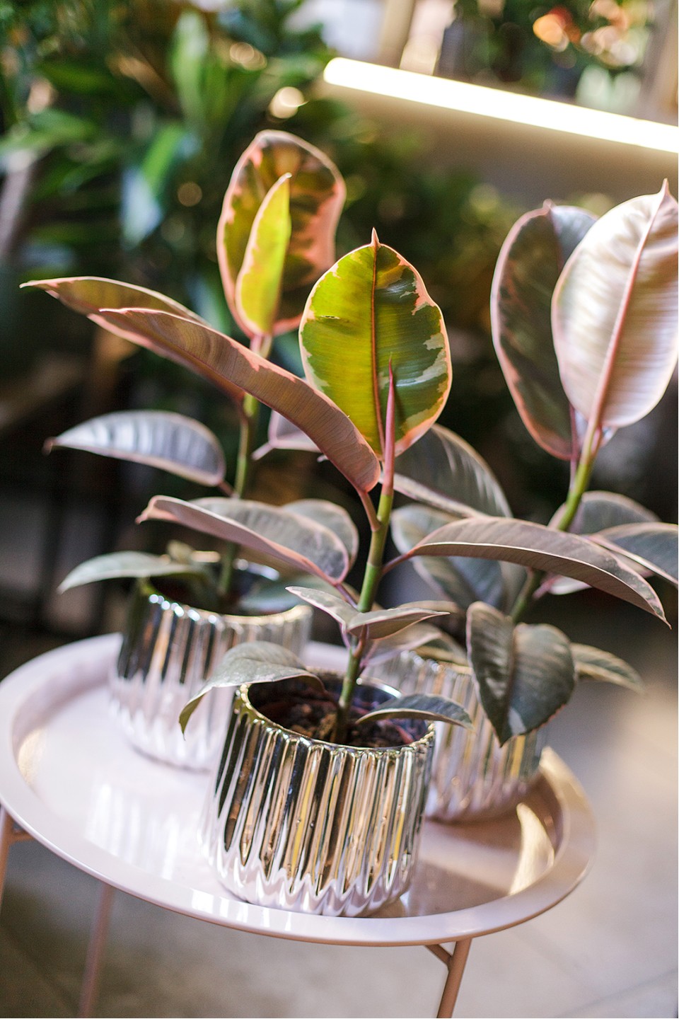 Фикус Белиз (Ficus Belize) - с добавлением зелени