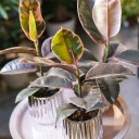 Фикус Белиз (Ficus Belize) - подарочное оформление - миниатюра