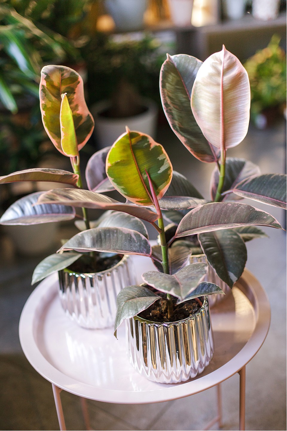 Фикус Белиз (Ficus Belize) - подарочное оформление