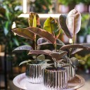 Фикус Белиз (Ficus Belize) - миниатюра