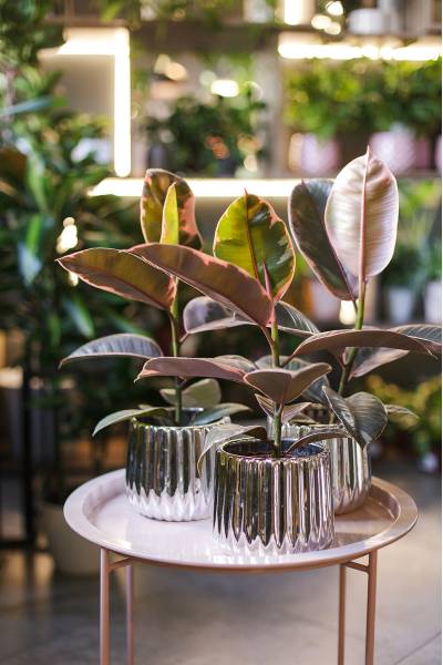 Фикус Белиз (Ficus Belize)