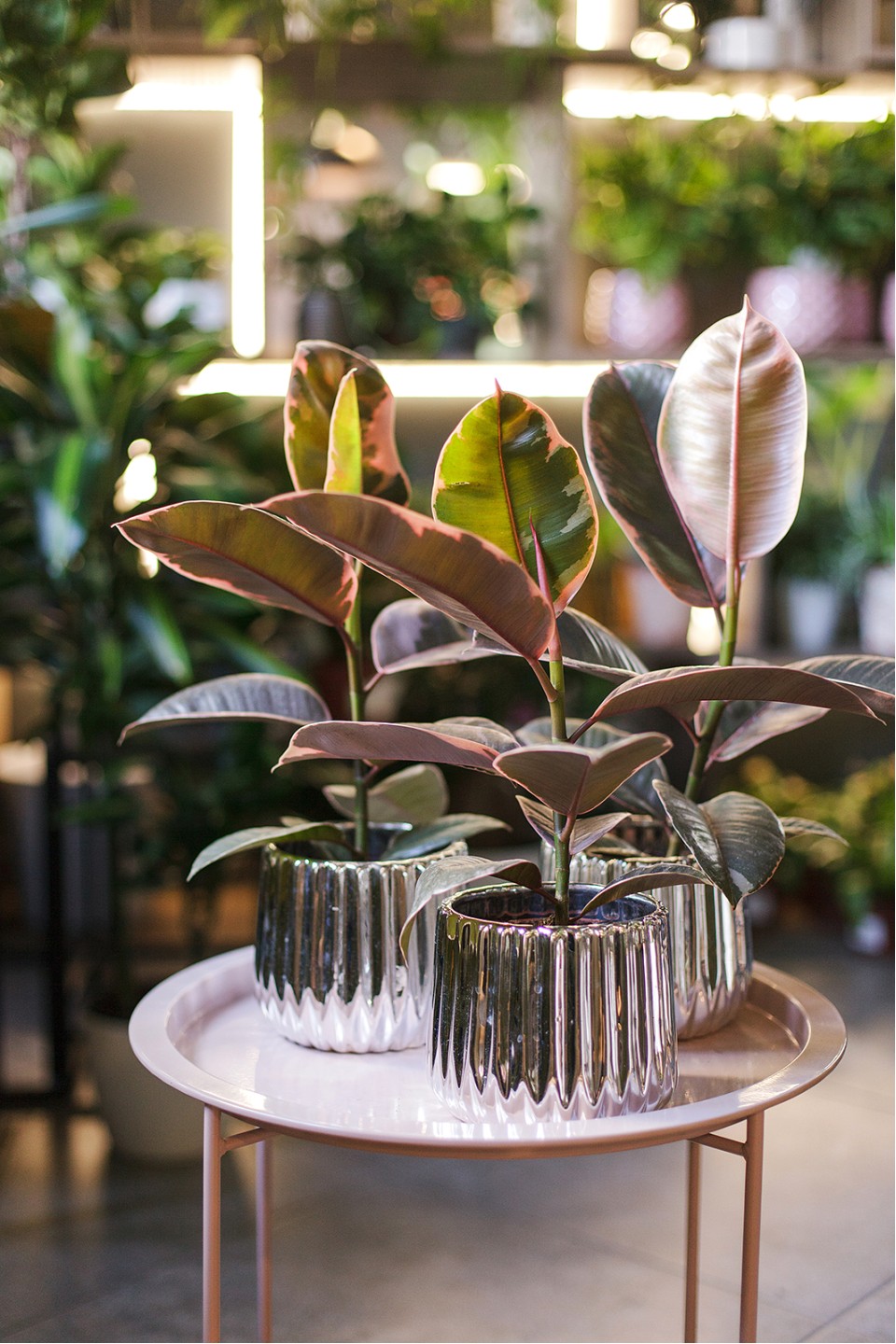 Фикус Белиз (Ficus Belize)