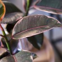 Фикус Белиз (Ficus Belize) - быстрая доставка в Минске - миниатюра