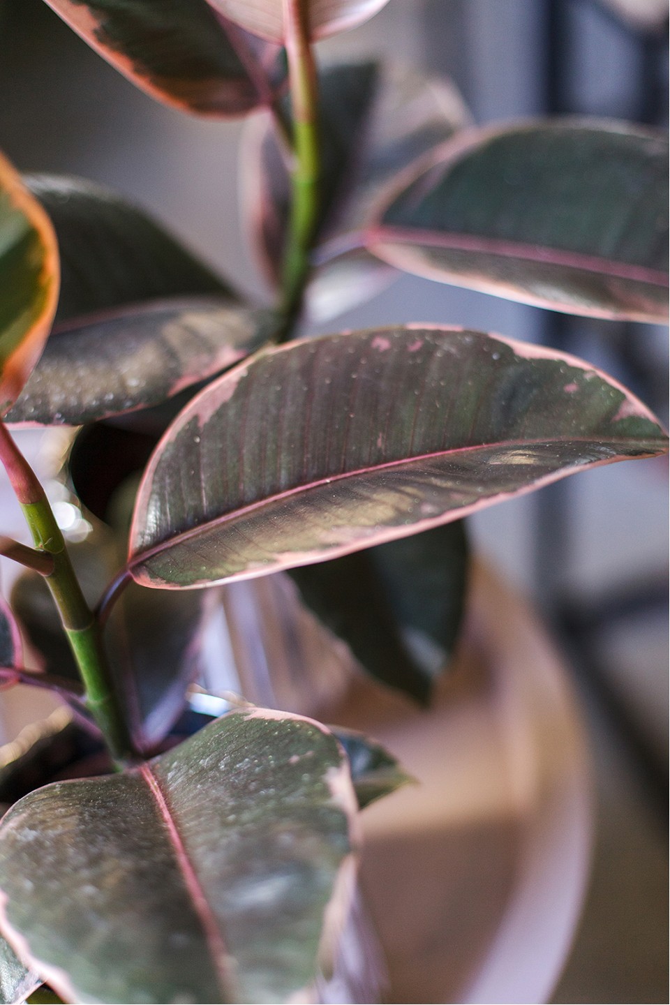 Фикус Белиз (Ficus Belize) - быстрая доставка в Минске