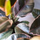 Фикус Белиз (Ficus Belize) - с доставкой по Минску - миниатюра