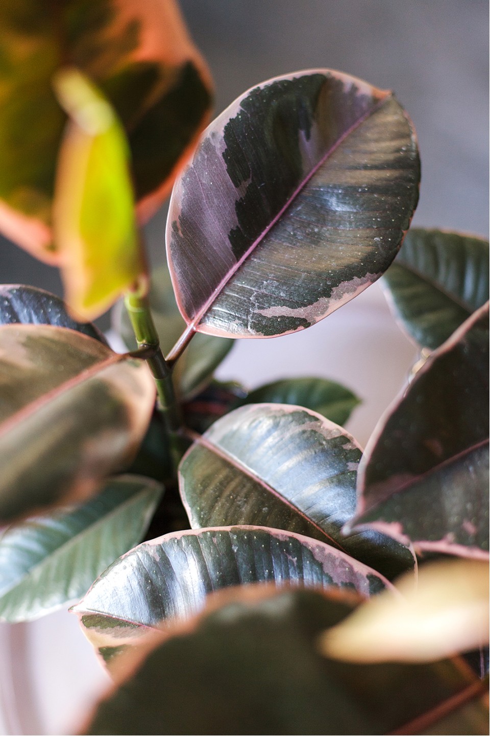 Фикус Белиз (Ficus Belize) - с доставкой по Минску