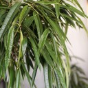 Фикус Али (Ficus Alii) - с добавлением зелени - миниатюра 