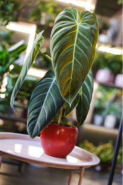 Филодендрон Меланихризум (Philodendron Melanochrysum)