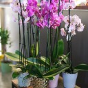 Орхидея Фаленопсис (Phalaenopsis) 2 цветоноса - миниатюра 7