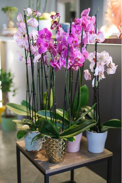 Орхидея Фаленопсис (Phalaenopsis) 2 цветоноса