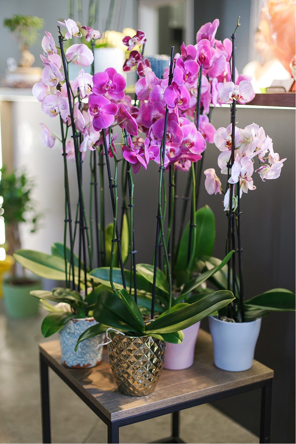 Орхидея Фаленопсис (Phalaenopsis) 2 цветоноса 7