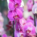 Орхидея Фаленопсис (Phalaenopsis) 2 цветоноса - для женщины/молодой пары - миниатюра