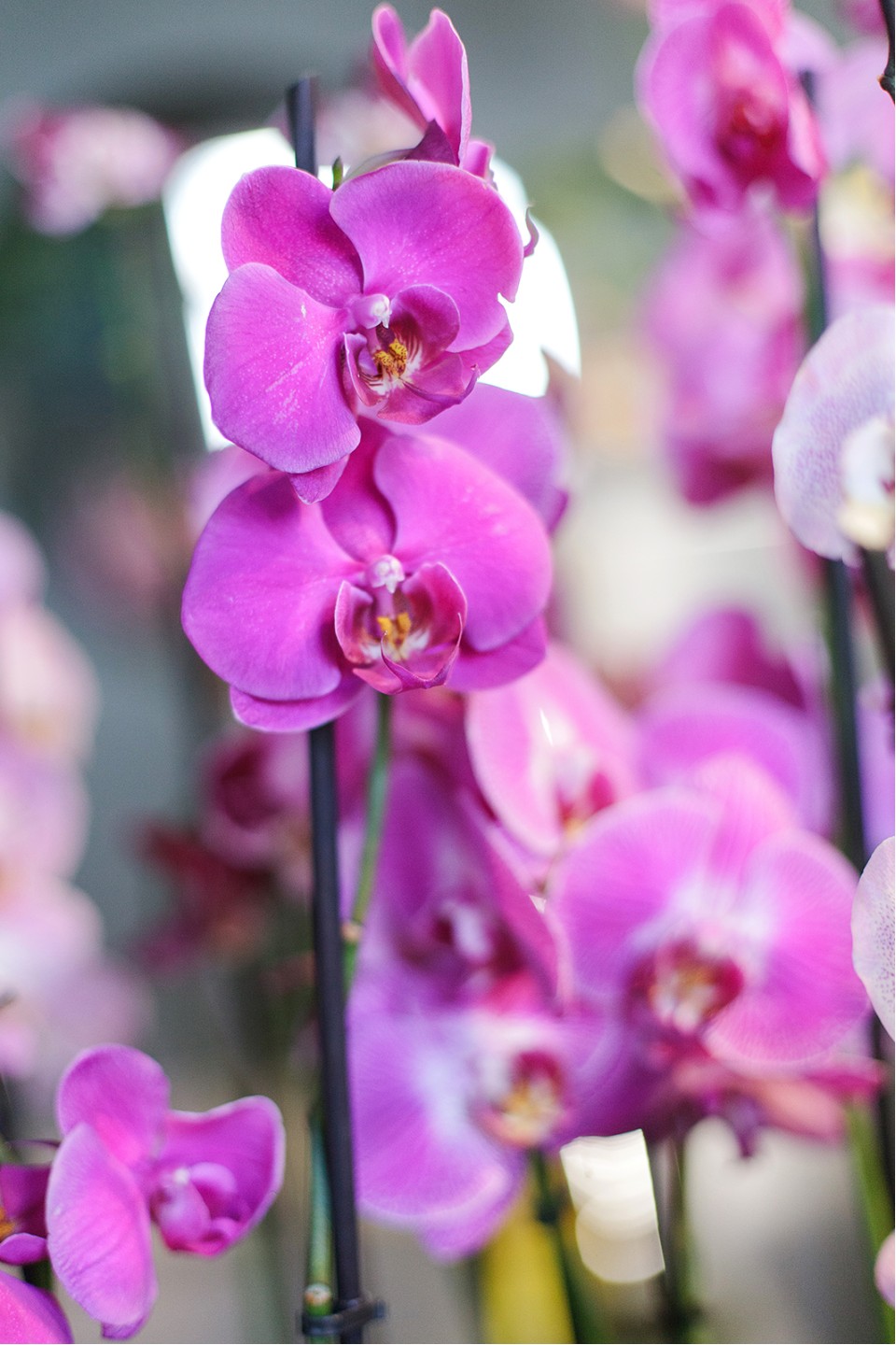 Орхидея Фаленопсис (Phalaenopsis) 2 цветоноса - для женщины/молодой пары