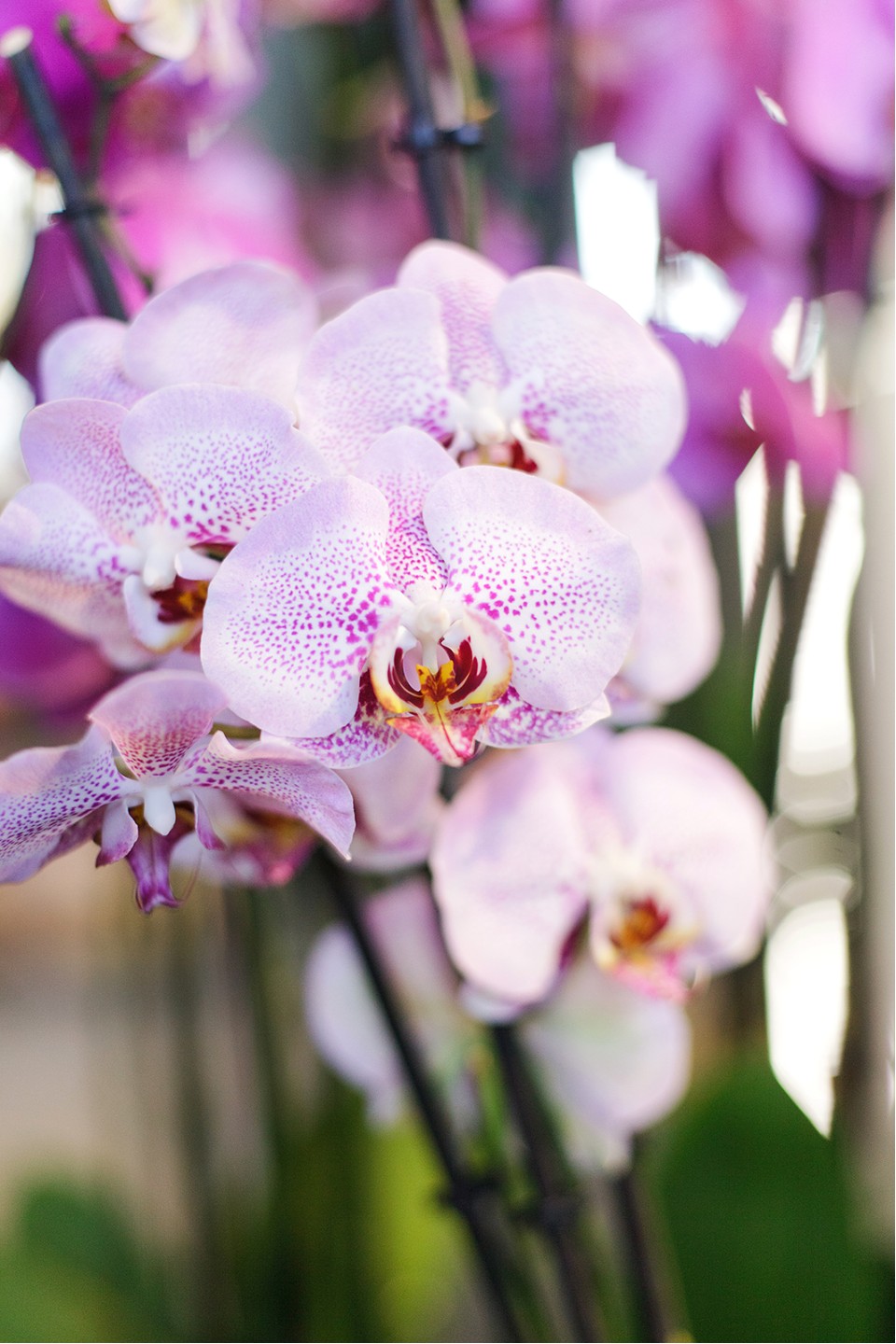 Орхидея Фаленопсис (Phalaenopsis) 2 цветоноса - подарочное оформление