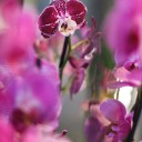 Орхидея Фаленопсис (Phalaenopsis) 2 цветоноса - с добавлением зелени - миниатюра 