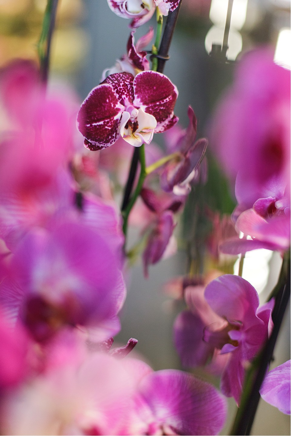 Орхидея Фаленопсис (Phalaenopsis) 2 цветоноса - с добавлением зелени