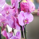 Орхидея Фаленопсис (Phalaenopsis) 2 цветоноса - быстрая доставка в Минске - миниатюра