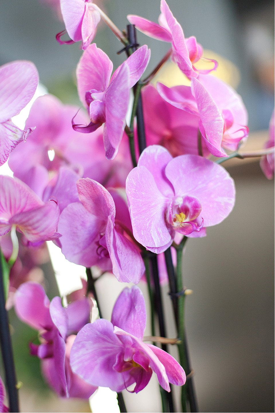 Орхидея Фаленопсис (Phalaenopsis) 2 цветоноса - быстрая доставка в Минске
