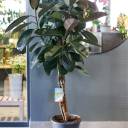 Фикус Бургунди на плетеном стволе - миниатюра