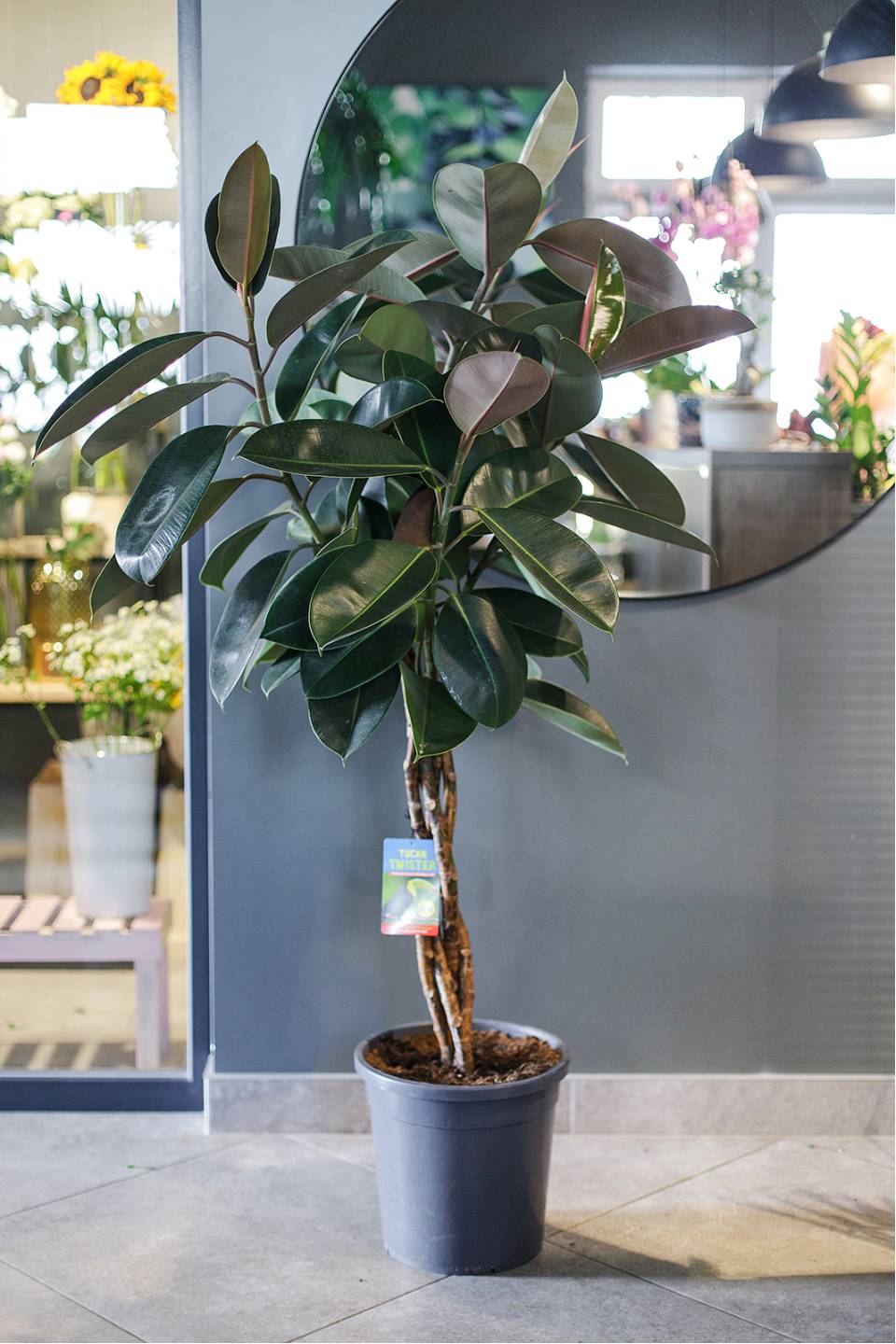 Фикус Бургунди на плетеном стволе