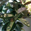 Фикус Бургунди на плетеном стволе - с доставкой по Минску - миниатюра