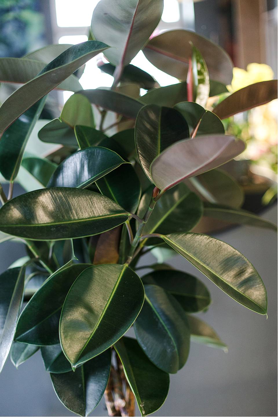 Фикус Бургунди на плетеном стволе - с доставкой по Минску