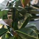 Фикус Бургунди на плетеном стволе - подарочное оформление - миниатюра