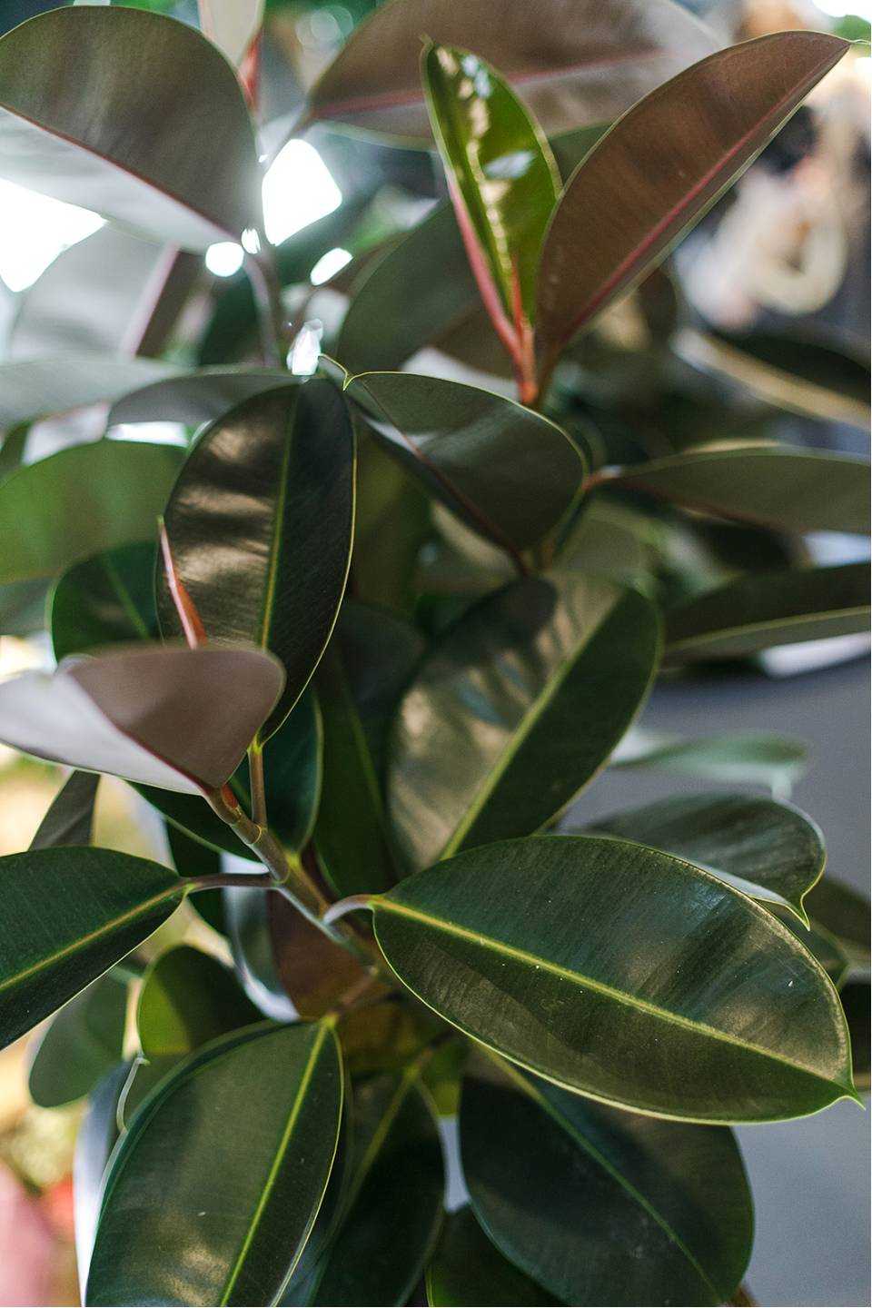 Фикус Бургунди на плетеном стволе - подарочное оформление