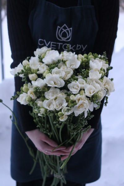 Фрезия
