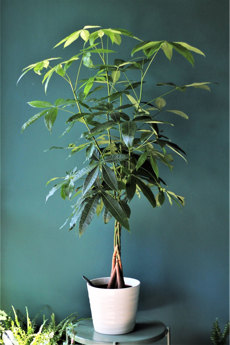 Пахира (Pachira) - с доставкой по Минску