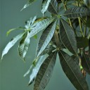 Пахира (Pachira) - подарочное оформление - миниатюра