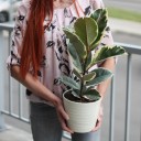 Фикус каучуконосный Эластика Тинеке (Ficus Elastica Tineke) - быстрая доставка в Минске - миниатюра