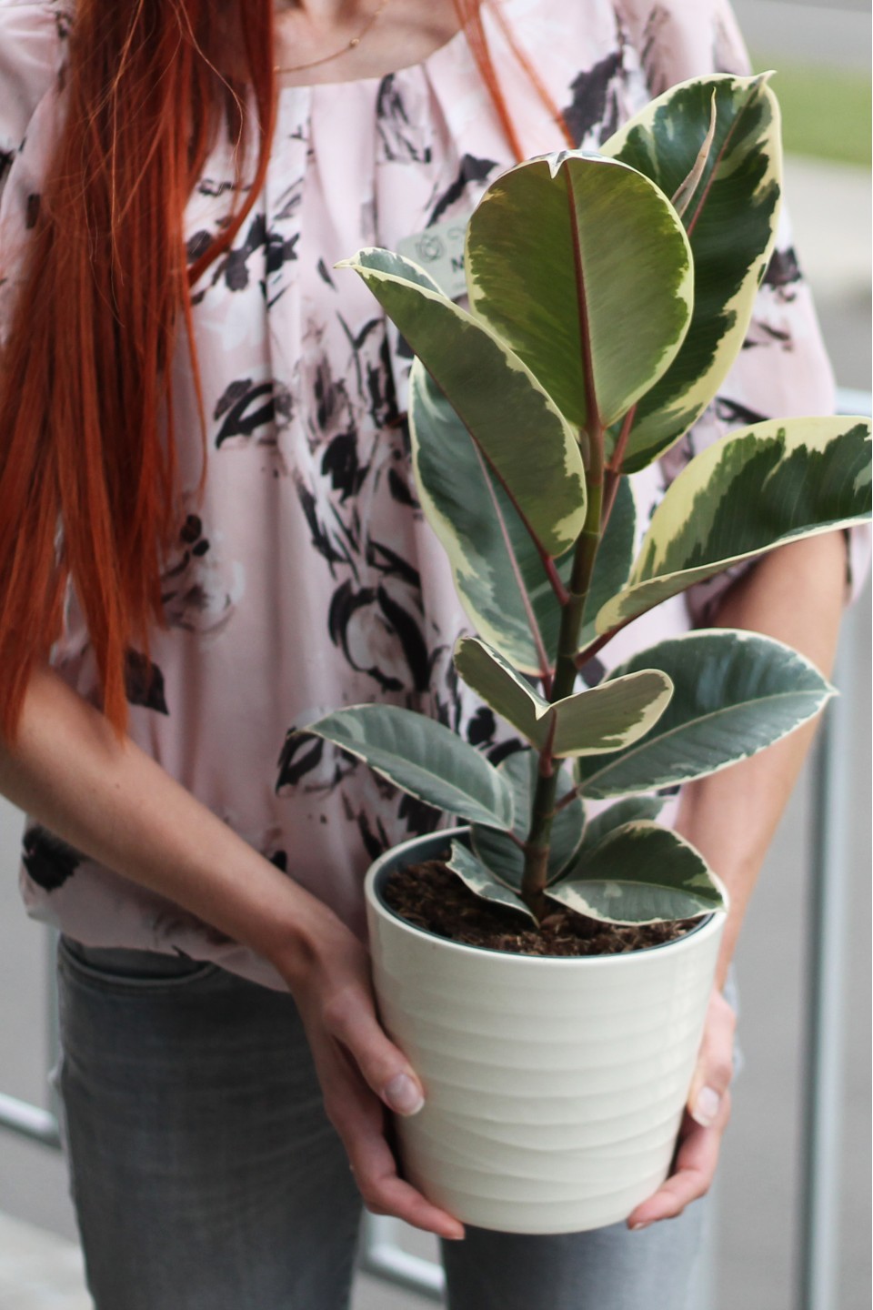 Фикус каучуконосный Эластика Тинеке (Ficus Elastica Tineke) - быстрая доставка в Минске