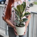 Фикус каучуконосный Эластика Тинеке (Ficus Elastica Tineke) - миниатюра