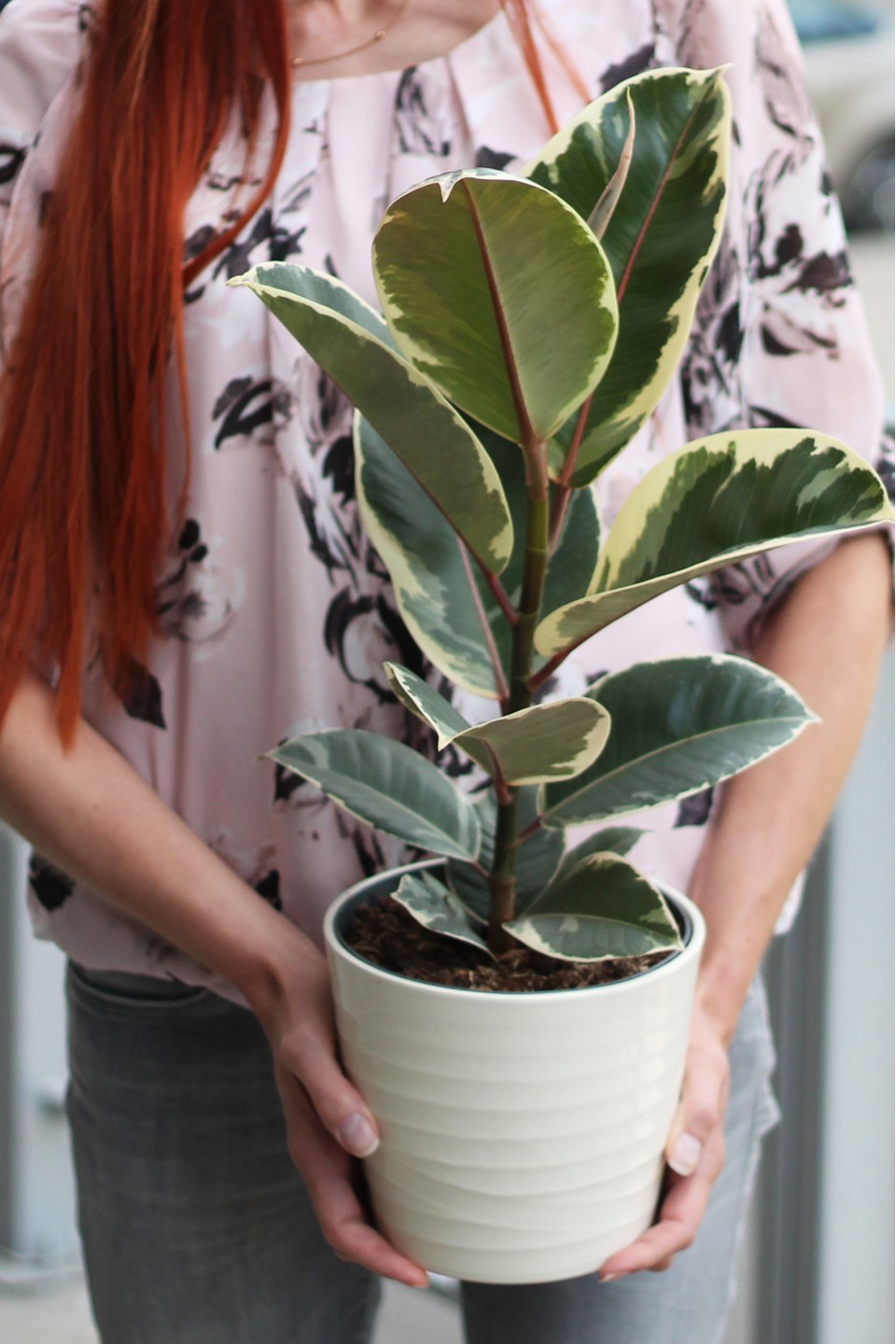 Фикус каучуконосный Эластика Тинеке (Ficus Elastica Tineke)