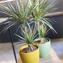 Драцена двухцветная(Dracaena Bicolor) - с добавлением зелени - миниатюра 