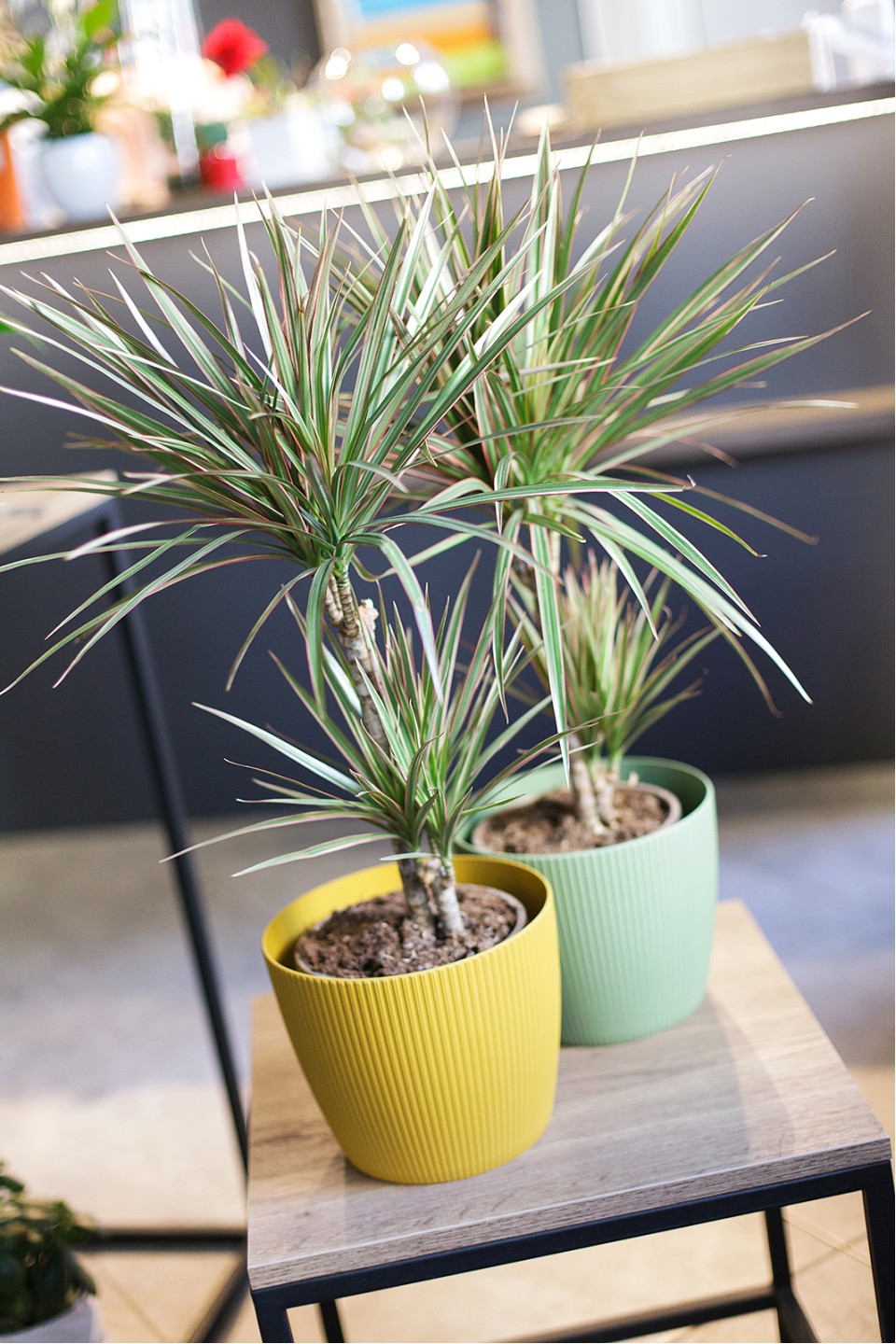 Драцена двухцветная(Dracaena Bicolor) - с добавлением зелени