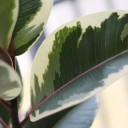 Фикус каучуконосный Эластика Тинеке (Ficus Elastica Tineke) - миниатюра 7