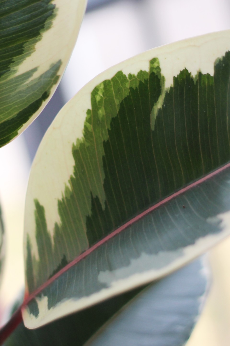 Фикус каучуконосный Эластика Тинеке (Ficus Elastica Tineke) 7