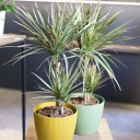 Драцена двухцветная(Dracaena Bicolor) - миниатюра