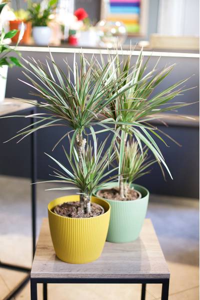 Драцена двухцветная(Dracaena Bicolor)